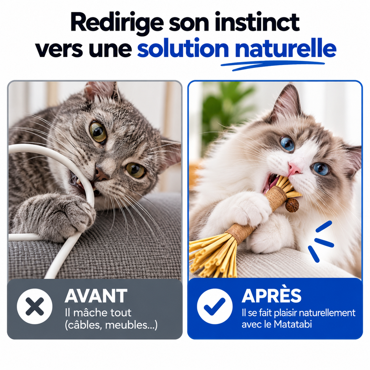 Bâtonnets Naturels pour Chats qui Mordent Tout — Pawsial™