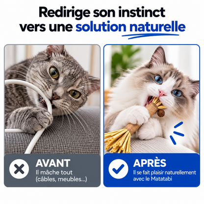 Bâtonnets Naturels pour Chats qui Mordent Tout — Pawsial™