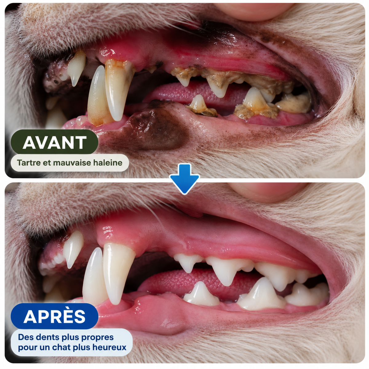Bâtonnets Naturels pour Chats qui Mordent Tout — Pawsial™